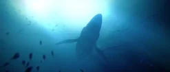 UNDER THE WAVES - PS5